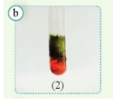 Khoa học tự nhiên 8