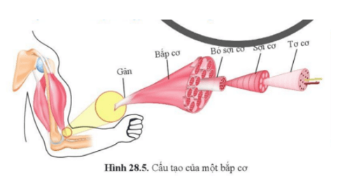 Khoa học tự nhiên 8