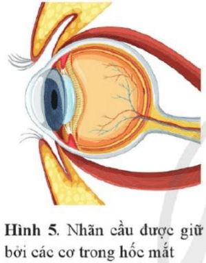 Câu hỏi 8 trang 34 Vật lí 11 Cánh Diều