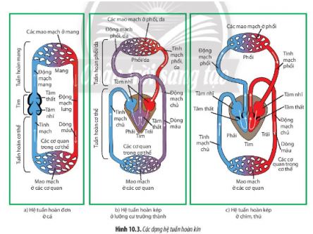 Sinh 11 Chân trời sáng tạo bài 10