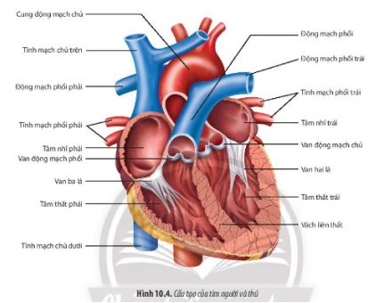 Sinh 11 Chân trời sáng tạo bài 10