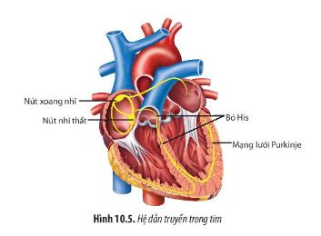 Sinh 11 Chân trời sáng tạo bài 10