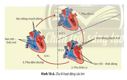 Sinh 11 Chân trời sáng tạo bài 10