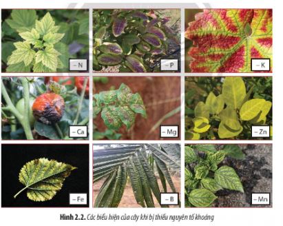 Sinh 11 Chân trời sáng tạo bài 2