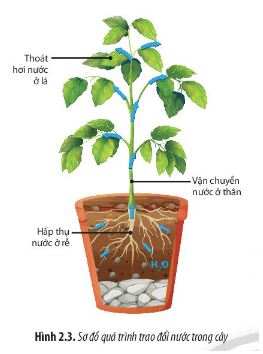 Sinh 11 Chân trời sáng tạo bài 2