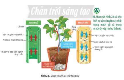 Sinh 11 Chân trời sáng tạo bài 2