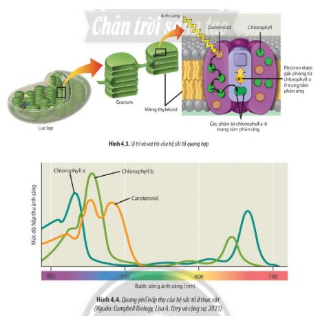 Sinh 11 Chân trời sáng tạo bài 4