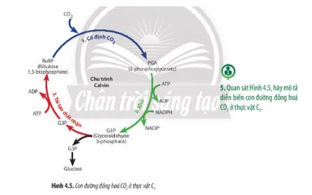 Sinh 11 Chân trời sáng tạo bài 4