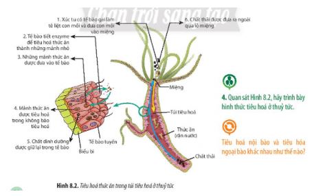 Sinh 11 Chân trời sáng tạo bài 8