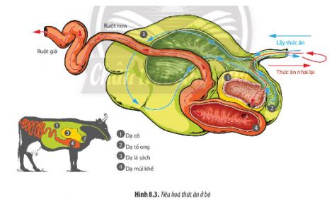 Sinh 11 Chân trời sáng tạo bài 8