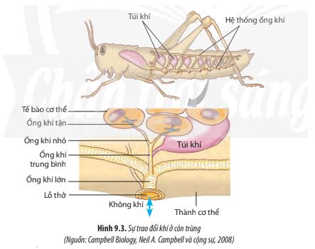  Sinh 11 Chân trời sáng tạo bài 
