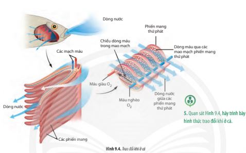 Sinh 11 Chân trời sáng tạo bài 9
