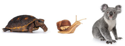 Luyện từ và câu lớp 4: Luyện tập về tính từ