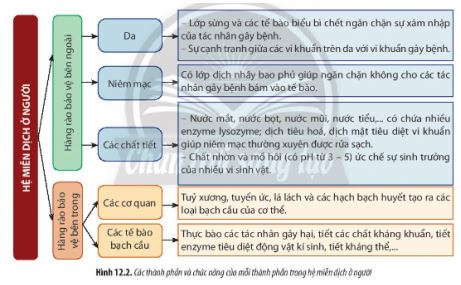 Sinh 11 Chân trời sáng tạo bài 12