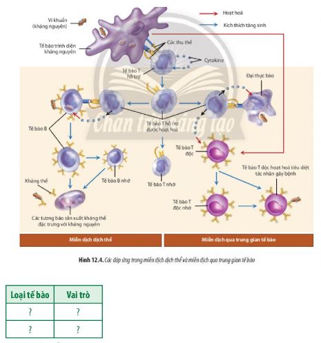 Sinh 11 Chân trời sáng tạo bài 12