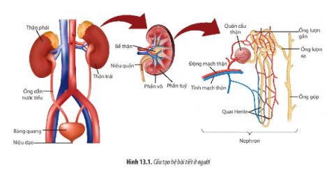 Sinh 11 Chân trời sáng tạo bài 13