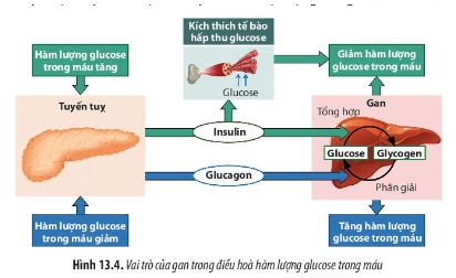 Sinh 11 Chân trời sáng tạo bài 13