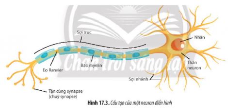 Sinh 11 Chân trời sáng tạo bài 17