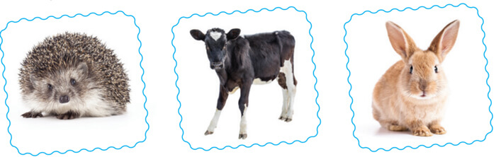 Tả ngoại hình của một con vật mà em yêu thích