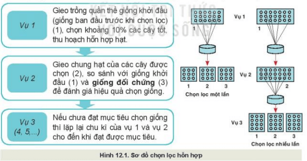 Công nghệ 10