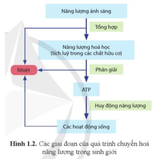 Câu hỏi trang 6 Sinh học 11