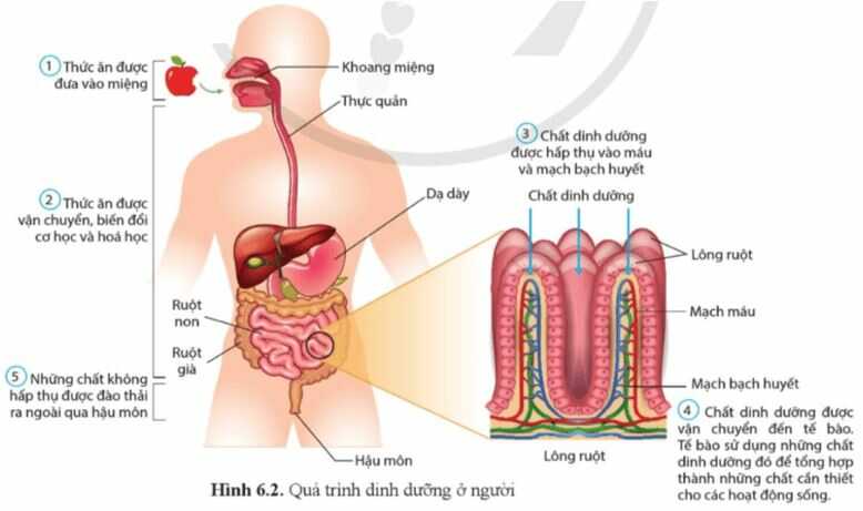 Câu hỏi trang 40 Sinh học 11