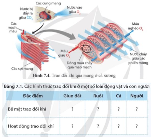 Câu hỏi trang 46 Sinh học 11