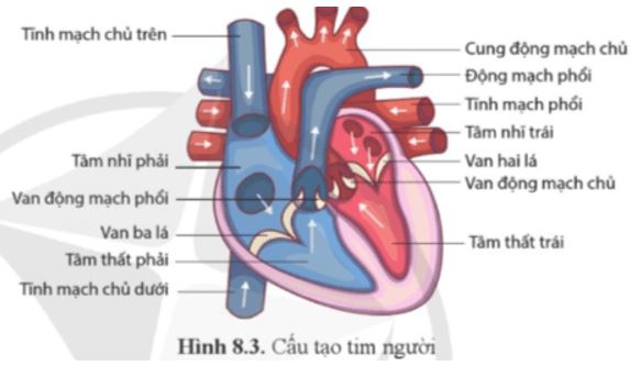 Câu hỏi trang 52 Sinh học 11