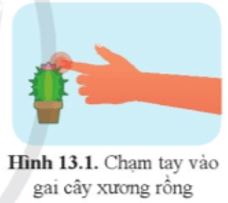 Mở đầu trang 85 Sinh học 11