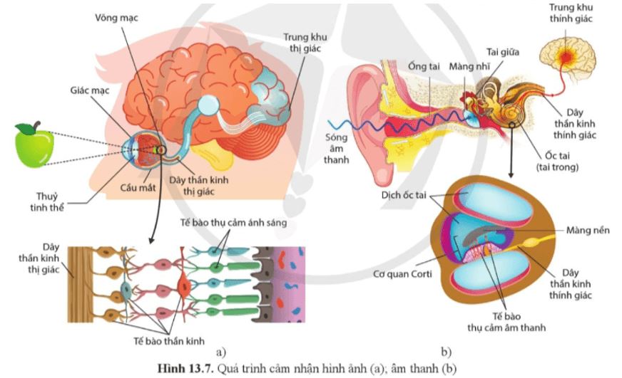 Câu hỏi trang 89 Sinh học 11