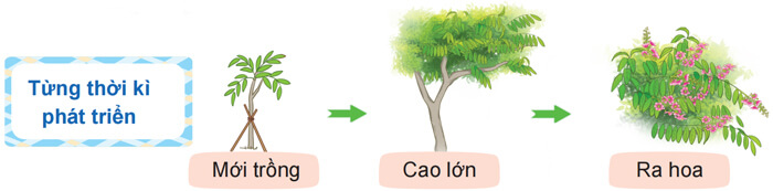 Quan sát, tìm ý cho bài văn miêu tả cây cối lớp 4