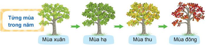 Quan sát, tìm ý cho bài văn miêu tả cây cối lớp 4