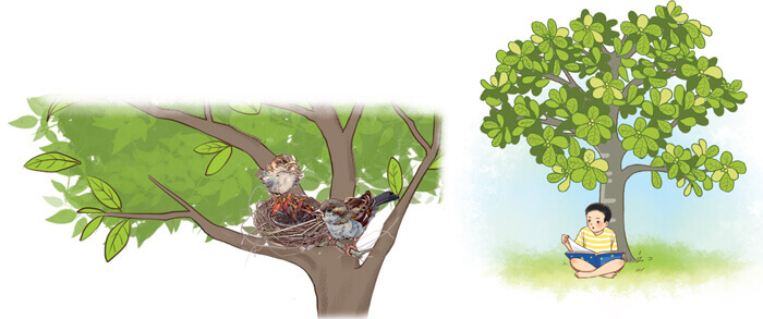 Viết đoạn văn cho bài văn miêu tả cây cối lớp 4