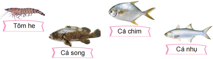 Đọc: Buổi sáng ở Hòn Gai lớp 4