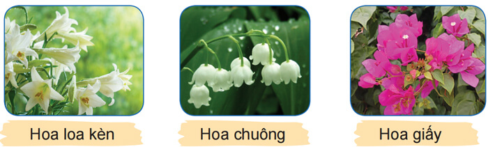 Đọc: Hoa cúc áo lớp 4