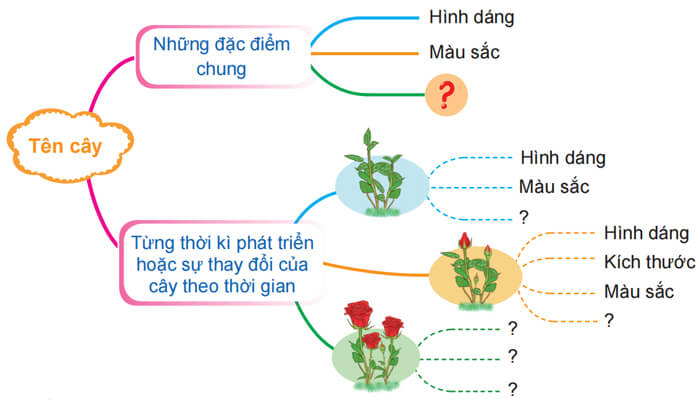 Luyện tập quan sát, tìm ý cho bài văn miêu tả cây cối lớp 4