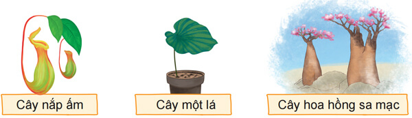 Kì lạ thế giới thực vật ở Nam Mỹ lớp 4