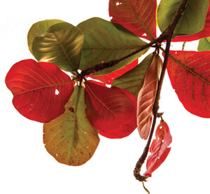 Luyện viết đoạn văn miêu tả cây cối lớp 4