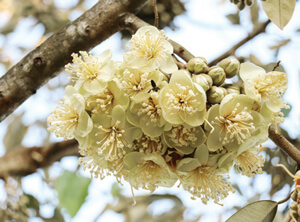 Luyện viết đoạn văn miêu tả cây cối lớp 4