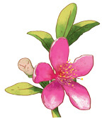 Tìm hiểu cách viết bài văn miêu tả cây cối lớp 4