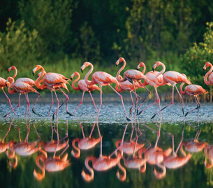 Đọc: Khu bảo tồn động vật hoang dã Ngô-rông-gô-rô lớp 4