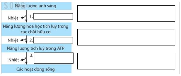 Giáo án Sinh 11 sách Kết nối tri thức