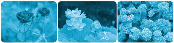 Bài 7: Gió vườn