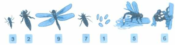 Vở bài tập Toán lớp 4 trang 56 Bài 5