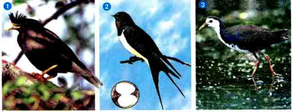 Nghe – viết: Kì diệu rừng xanh