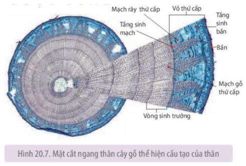 Sinh học 11 Kết nối tri thức bài 20