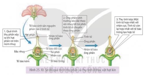 Sinh học 11 Kết nối tri thức bài 25