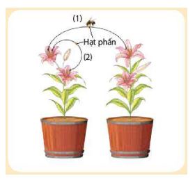 Sinh học 11 Kết nối tri thức bài 25