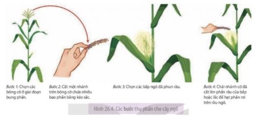 Sinh học 11 Kết nối tri thức bài 26