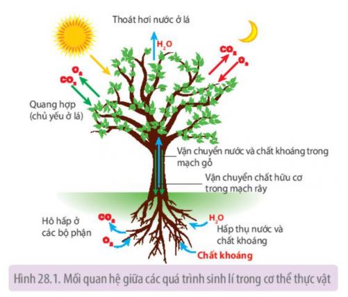 Sinh học 11 Kết nối tri thức bài 28
